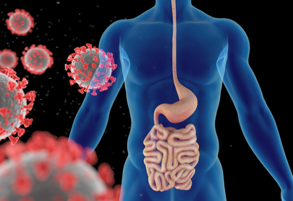 3-D illustration showing floating virus particles in red and white on the left and the center of a blue 3-D human male body in the middle with the gastrointestinal system highlighted in pinkish colors 